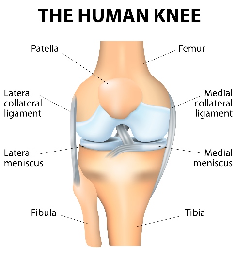 Knee Arthroscopy Image